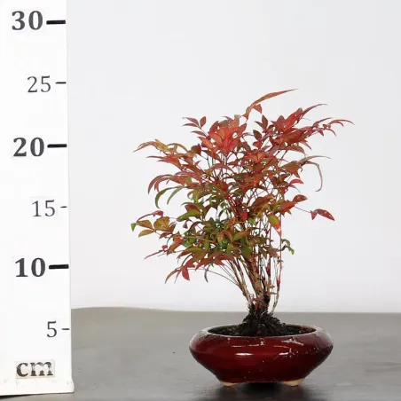 image supplémentaire - NANDINA "SACRED BAMBOO" 1-9