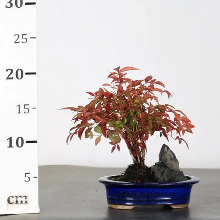 image supplémentaire - NANDINA "SACRED BAMBOO" 1-10