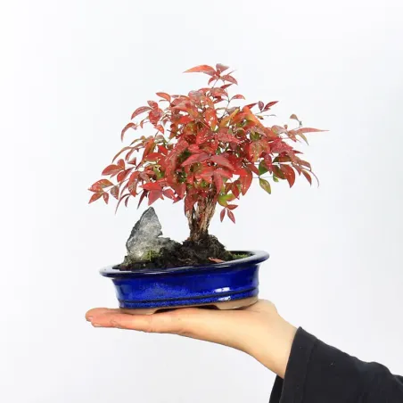 NANDINA "SACRED BAMBOO" 1-10
