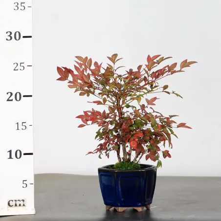 image supplémentaire - NANDINA "BAMBOU SACRE" 1-11