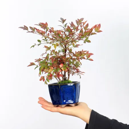 NANDINA "SACRED BAMBOO" 1-11