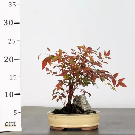 image supplémentaire - NANDINA "SACRED BAMBOO" 1-12