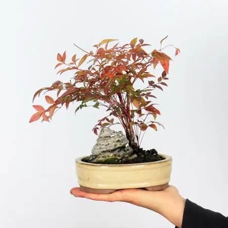 NANDINA "BAMBOU SACRE" 1-12