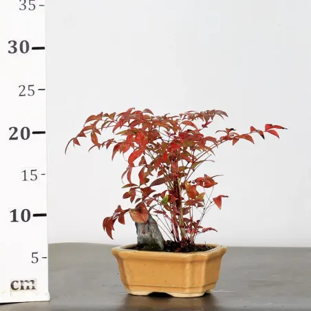 image supplémentaire - NANDINA "SACRED BAMBOO" 1-13