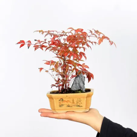 NANDINA "BAMBOU SACRE" 1-13