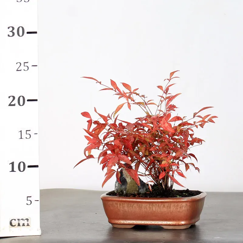 image supplémentaire - NANDINA "SACRED BAMBOO" 2-1