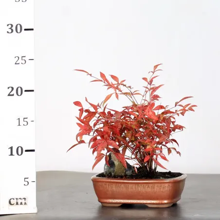 image supplémentaire - NANDINA "SACRED BAMBOO" 2-1