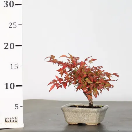 image supplémentaire - NANDINA "BAMBOU SACRE" 2-2