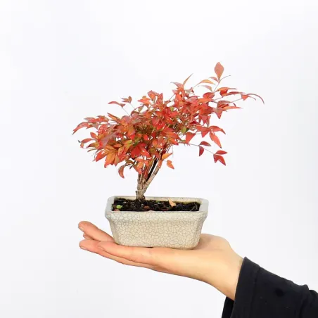 NANDINA "BAMBOU SACRE" 2-2