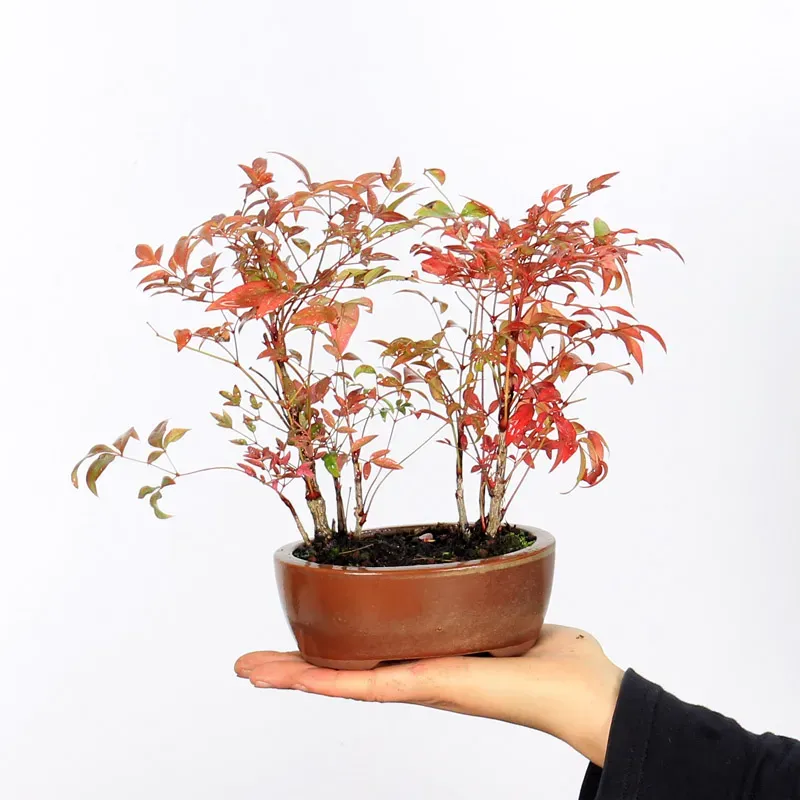 NANDINA "SACRED BAMBOO" 2-3