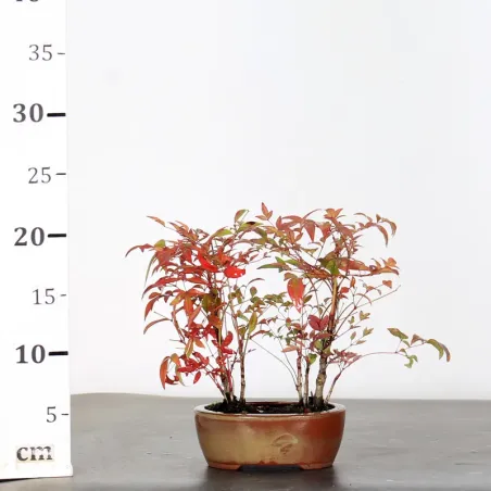 image supplémentaire - NANDINA "SACRED BAMBOO" 2-3