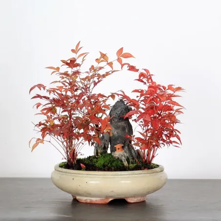 NANDINA "SACRED BAMBOO" 2-4