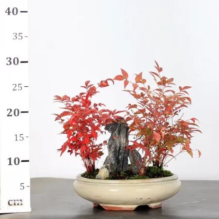 image supplémentaire - NANDINA "SACRED BAMBOO" 2-4