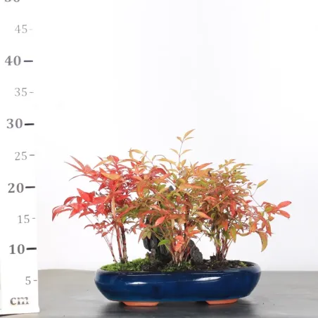 image supplémentaire - NANDINA "BAMBOU SACRE" 2-5