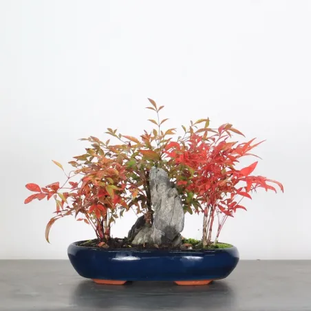 NANDINA "SACRED BAMBOO" 2-5