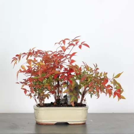 NANDINA "BAMBOU SACRE" 2-8