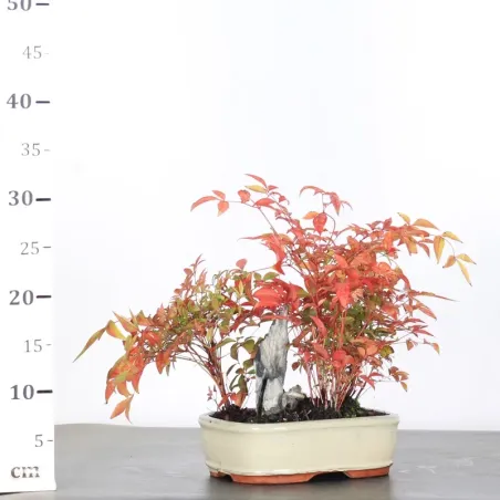 image supplémentaire - NANDINA "BAMBOU SACRE" 2-8