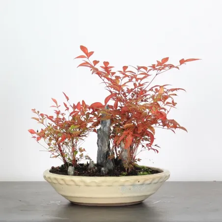 NANDINA "SACRED BAMBOO" 2-9