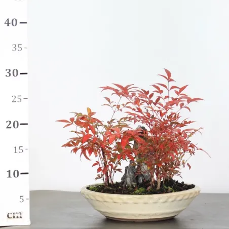 image supplémentaire - NANDINA "BAMBOU SACRE" 2-9