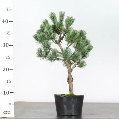 image supplémentaire - PIN BLANC DU JAPON...