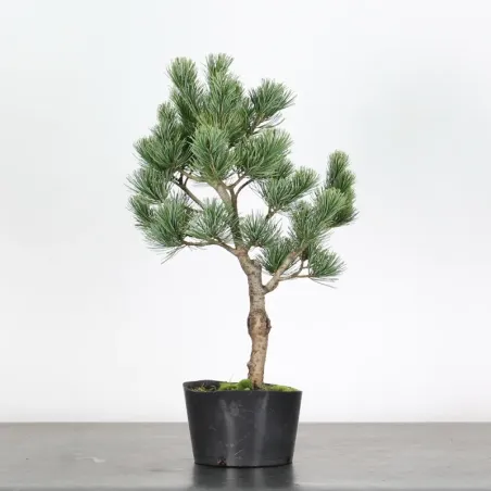 Bonsai Pin Pentaphylla PP-1-11