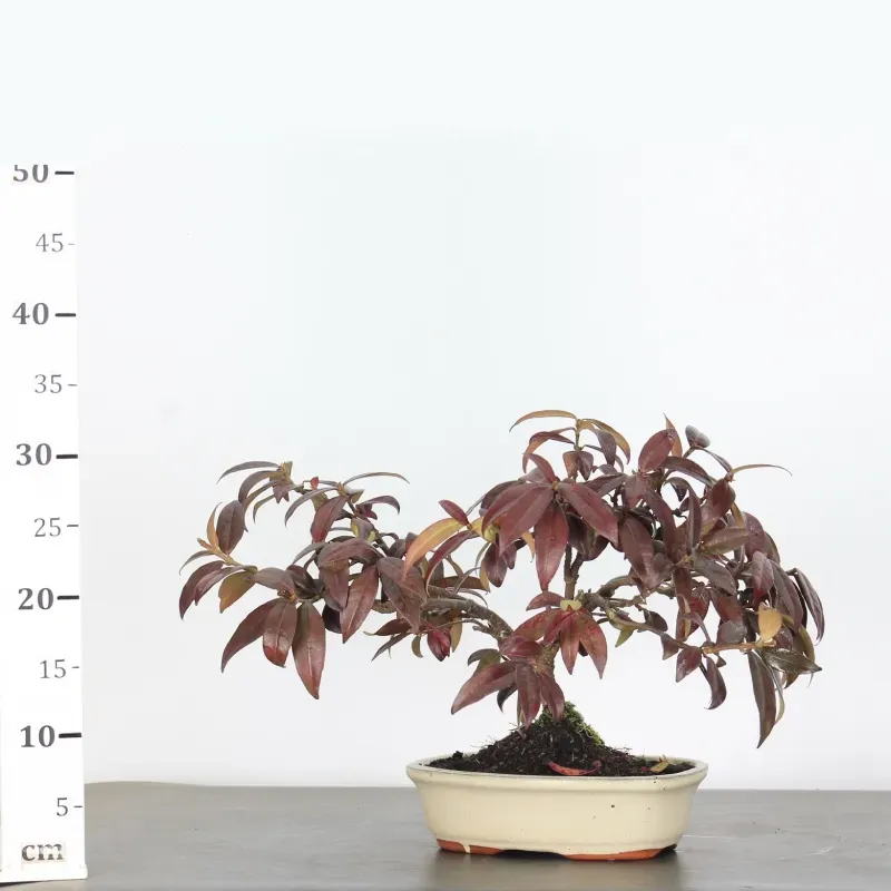 image supplémentaire - JASMINE "JASMINUM" 1-4