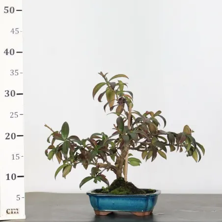 image supplémentaire - JASMINE "JASMINUM" 1-10