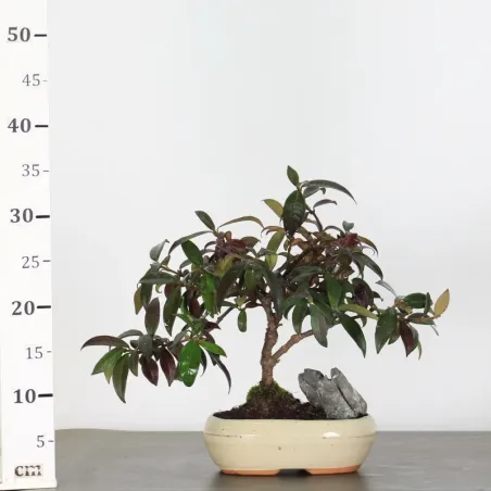 image supplémentaire - JASMINE "JASMINUM" 2-3