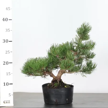 image supplémentaire - BONSAI PINUS MUGO 1-14