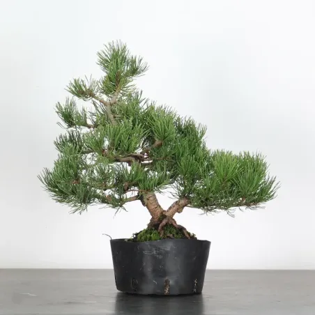 Pin mugo bonsai PM-1-14