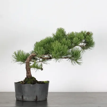 BONSAI PINUS MUGO 1-20