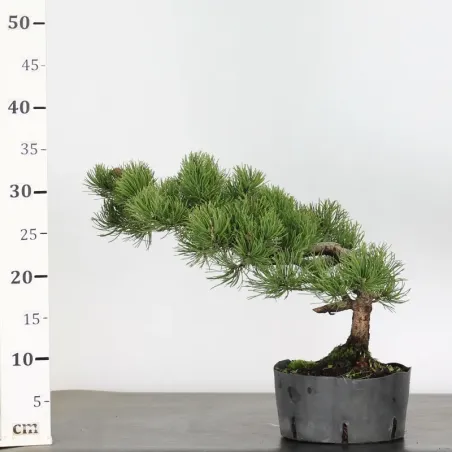 image supplémentaire - BONSAI PIN MUGO 1-20