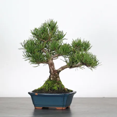 Mugo Bonsai Pine PM-1-6
