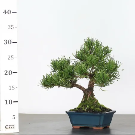 image supplémentaire - BONSAI PIN MUGO 1-6
