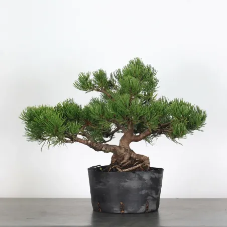 BONSAI PIN MUGO 1-17
