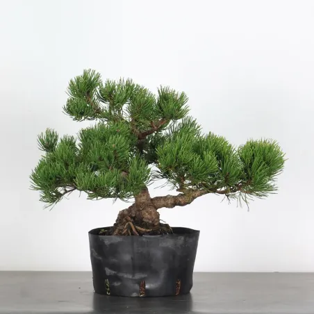 image supplémentaire - BONSAI PINUS MUGO 1-17