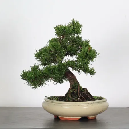 BONSAI PIN MUGO 1-22