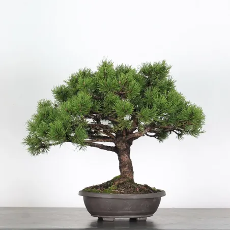 Mugo Bonsai Pine PM-2-1