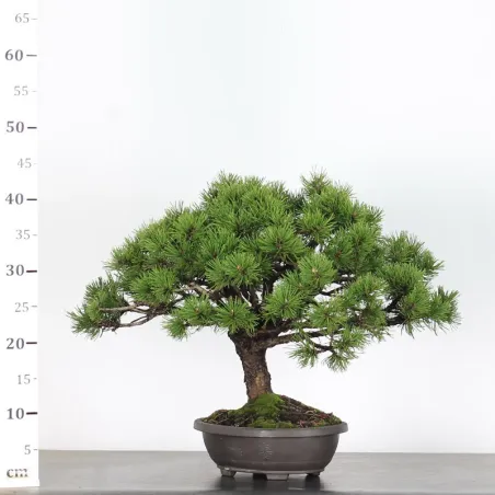 image supplémentaire - PREBONSAI PINUS MUGO 2-1