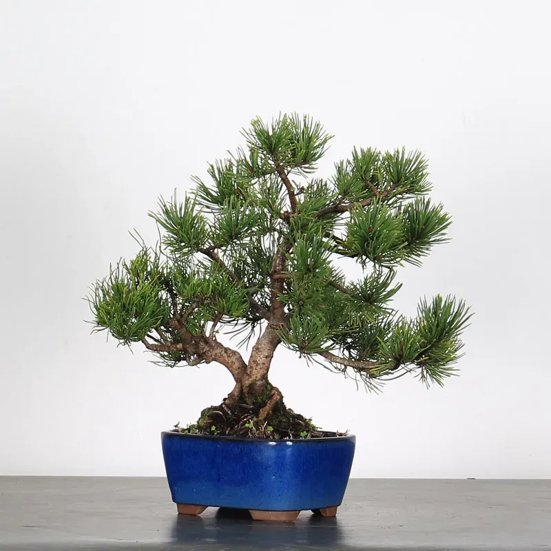 Mugo Bonsai Pine PM-2-7