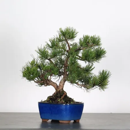 Pin mugo bonsai PM-2-7