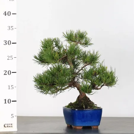 image supplémentaire - BONSAI PIN MUGO 2-7