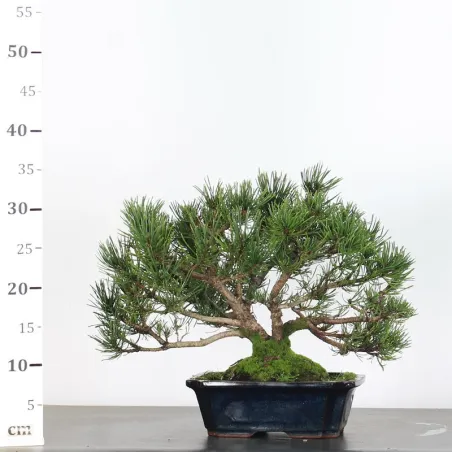 image supplémentaire - BONSAI PINUS MUGO 2-13