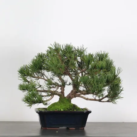 BONSAI PINUS MUGO 2-13