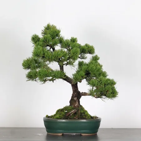 BONSAI PINUS MUGO 2-17