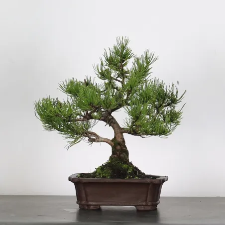 BONSAI PINUS MUGO 2-21