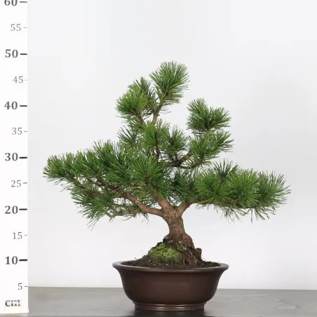 image supplémentaire - BONSAI PINUS MUGO 2-23