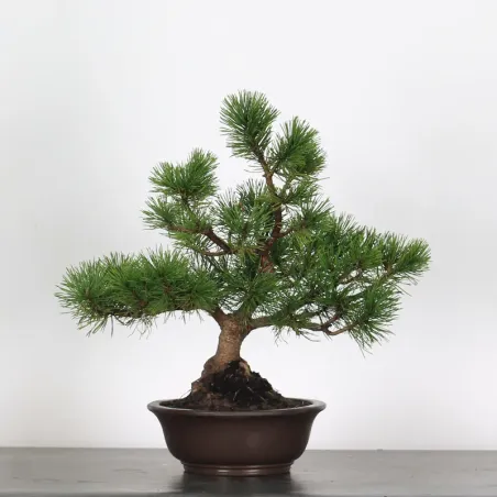 BONSAI PIN MUGO 2-23