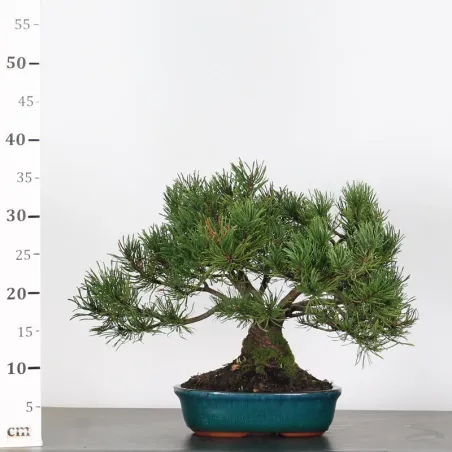 image supplémentaire - BONSAI PINUS MUGO 2-24