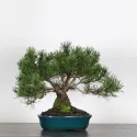 BONSAI PIN MUGO 2-24
